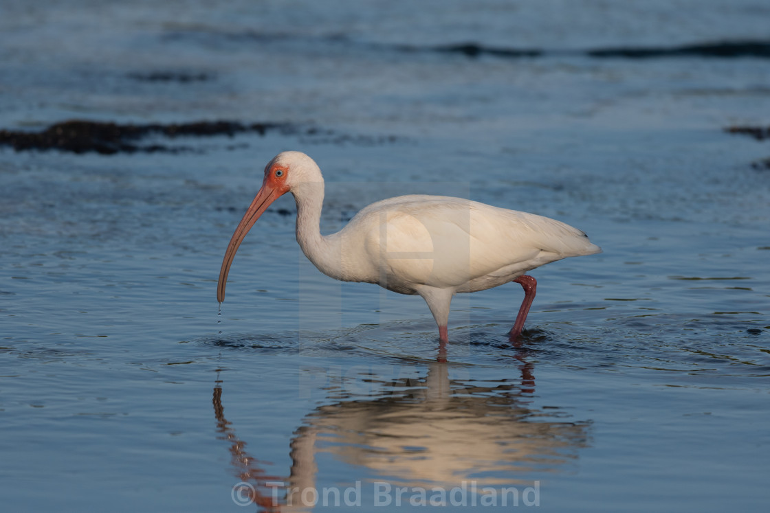 "American white ibis" stock image