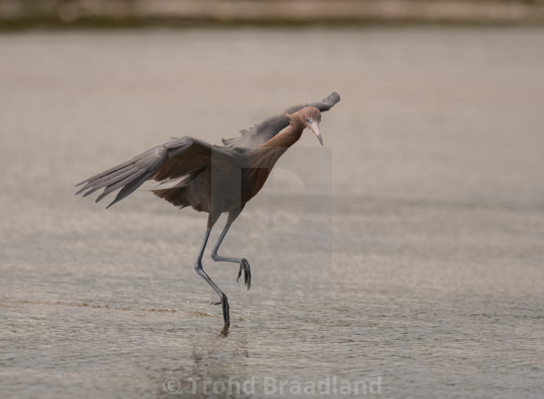 "Reddish egret" stock image