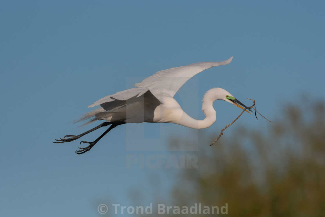 "Great egret" stock image