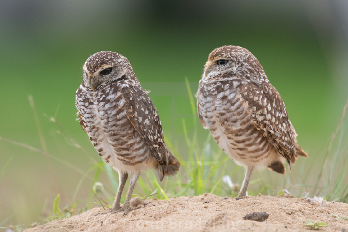 "Burrowing owls" stock image