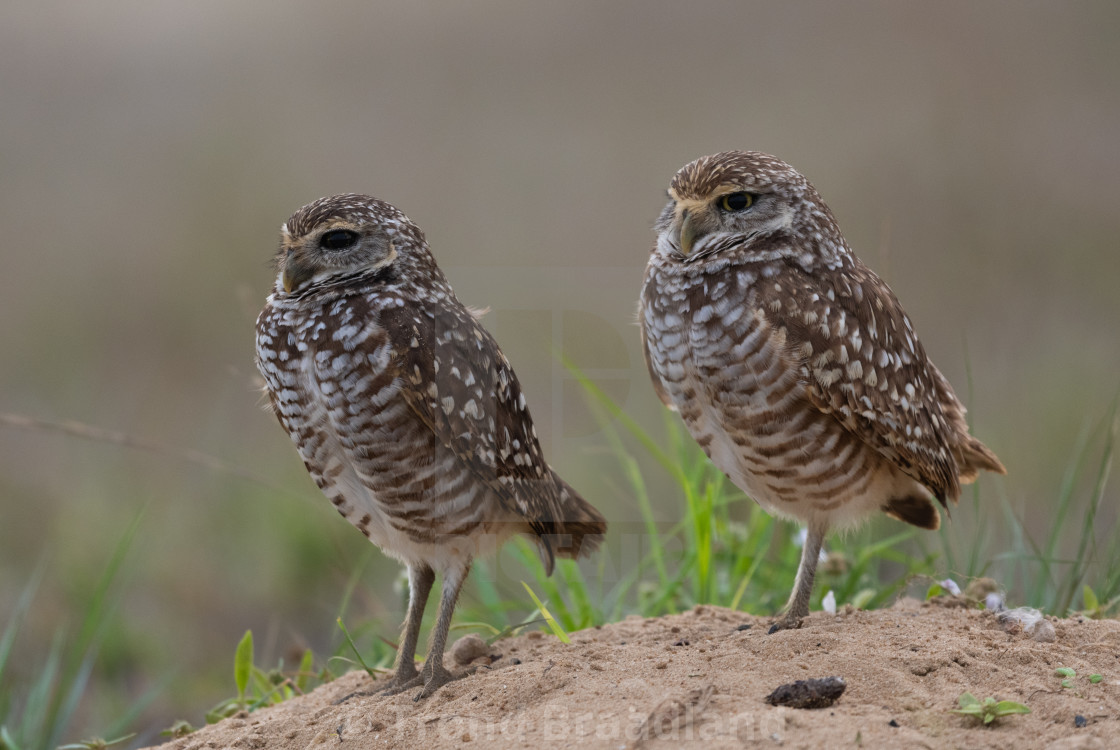 "Burrowing owls" stock image