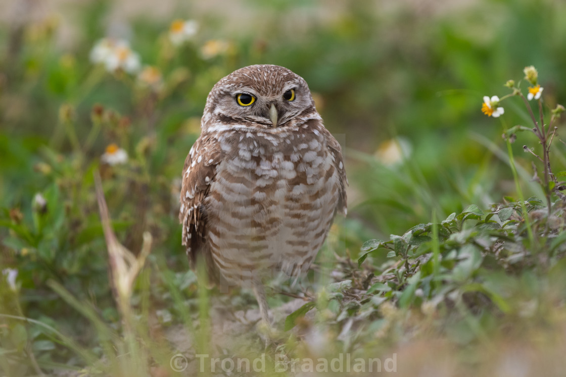 "Burrowing owl" stock image