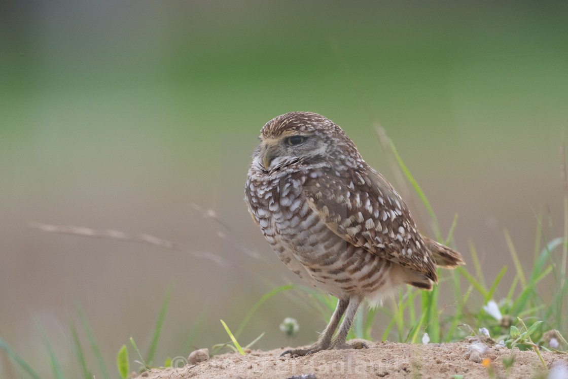 "Burrowing owl" stock image