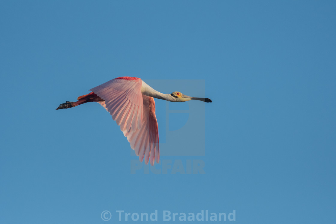 "Roseate spoonbill" stock image