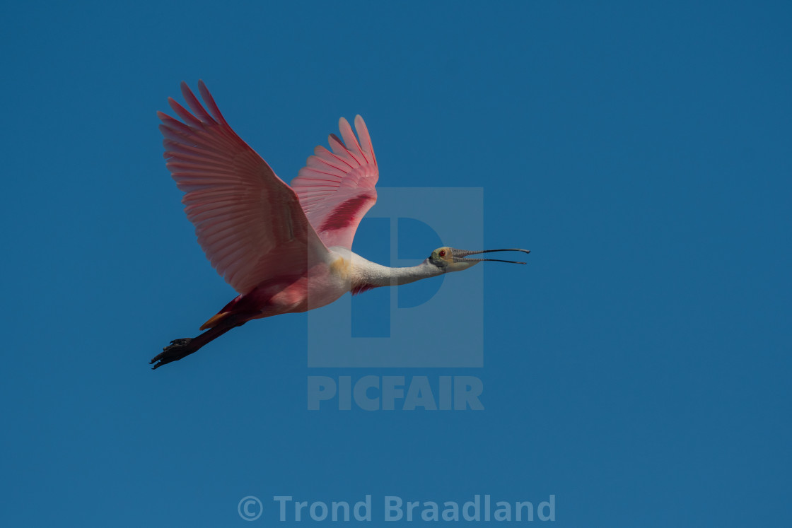 "Roseate spoonbill" stock image