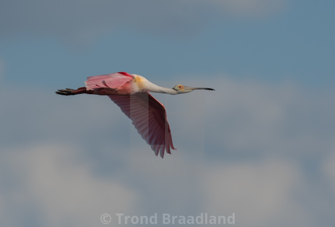 "Roseate spoonbill" stock image