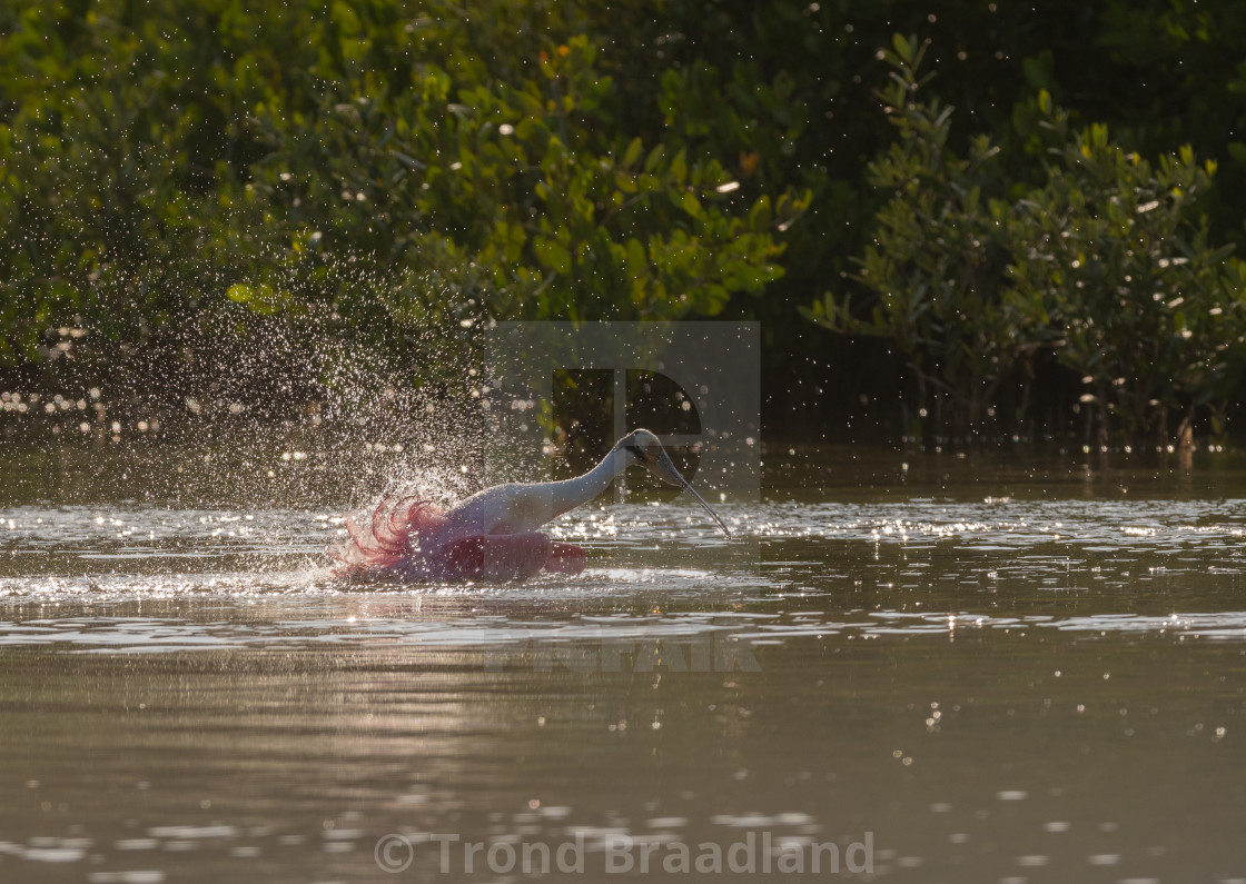 "Roseate spoonbill" stock image