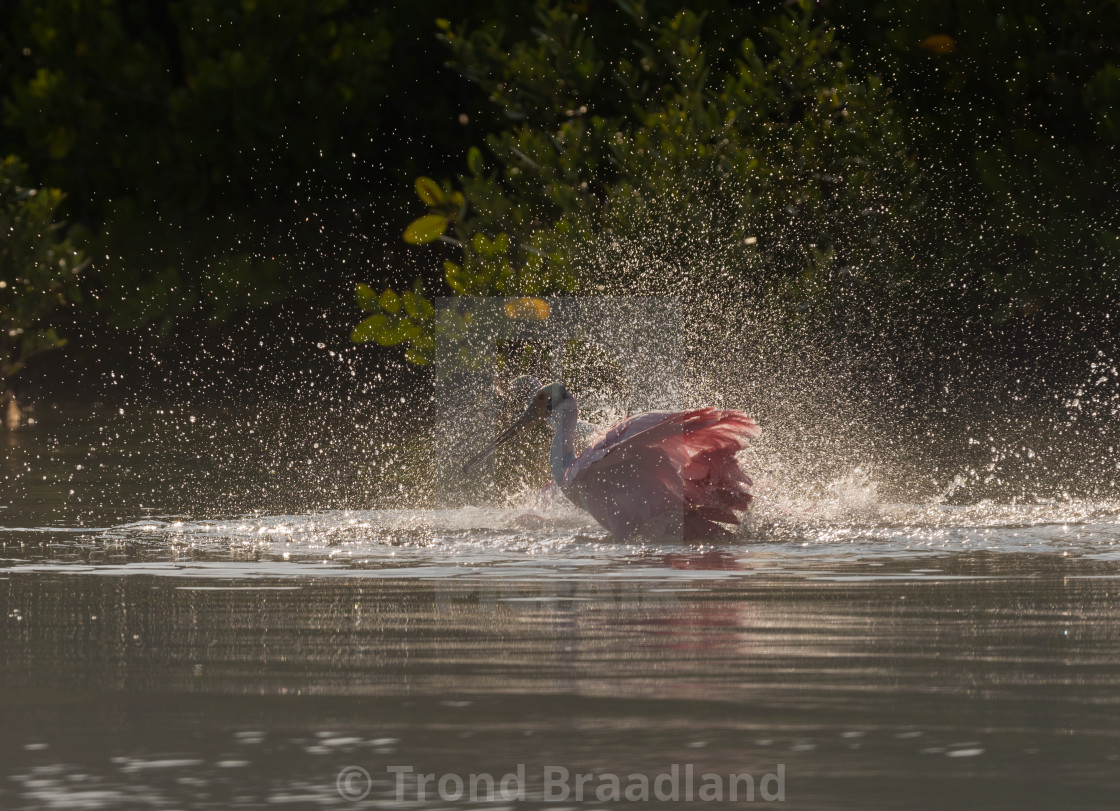 "Roseate spoonbill" stock image