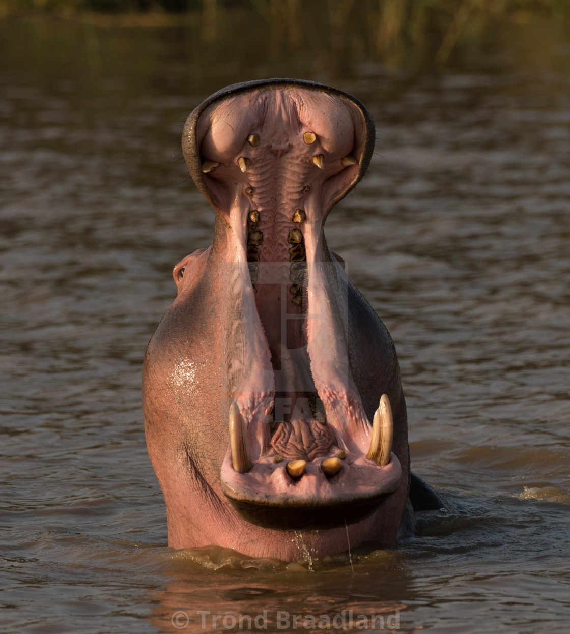 "Hippopotamus" stock image