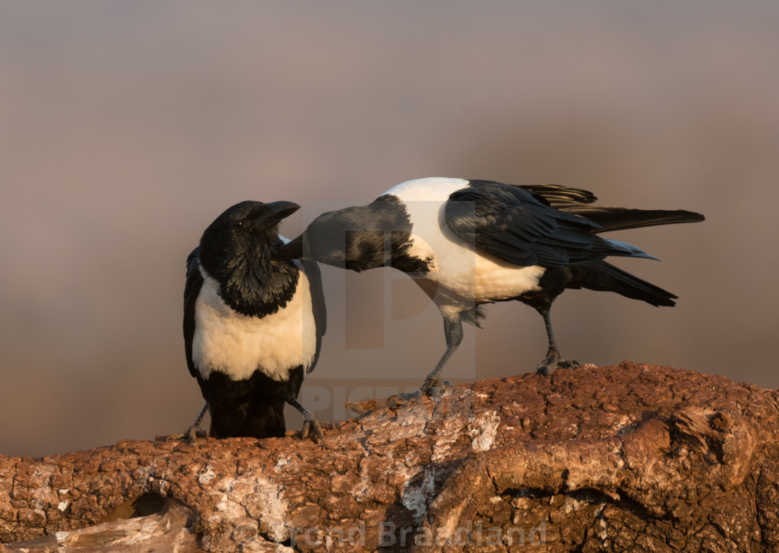 "Pied crows" stock image