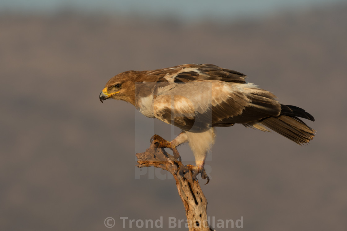 "Tawny eagle" stock image