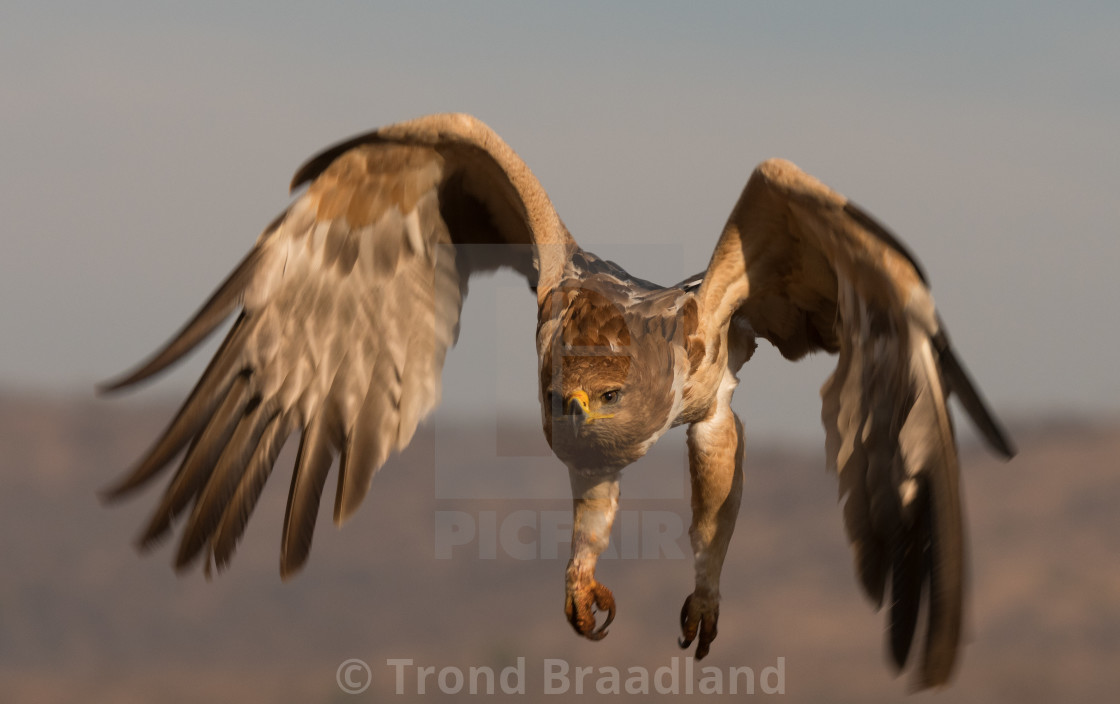 "Tawny eagle" stock image