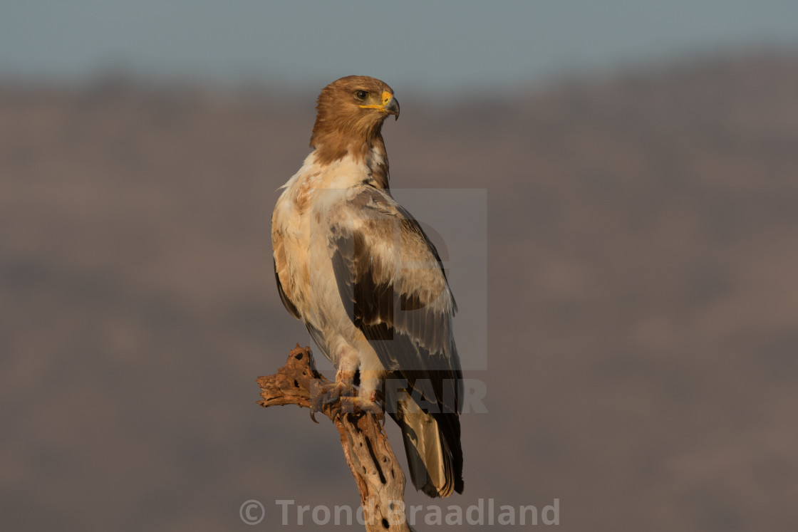 "Tawny eagle" stock image