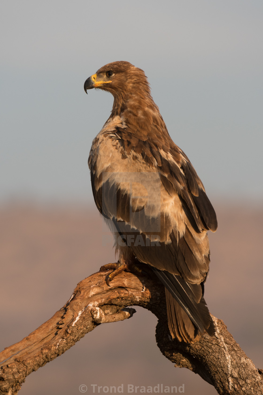 "Tawny eagle" stock image