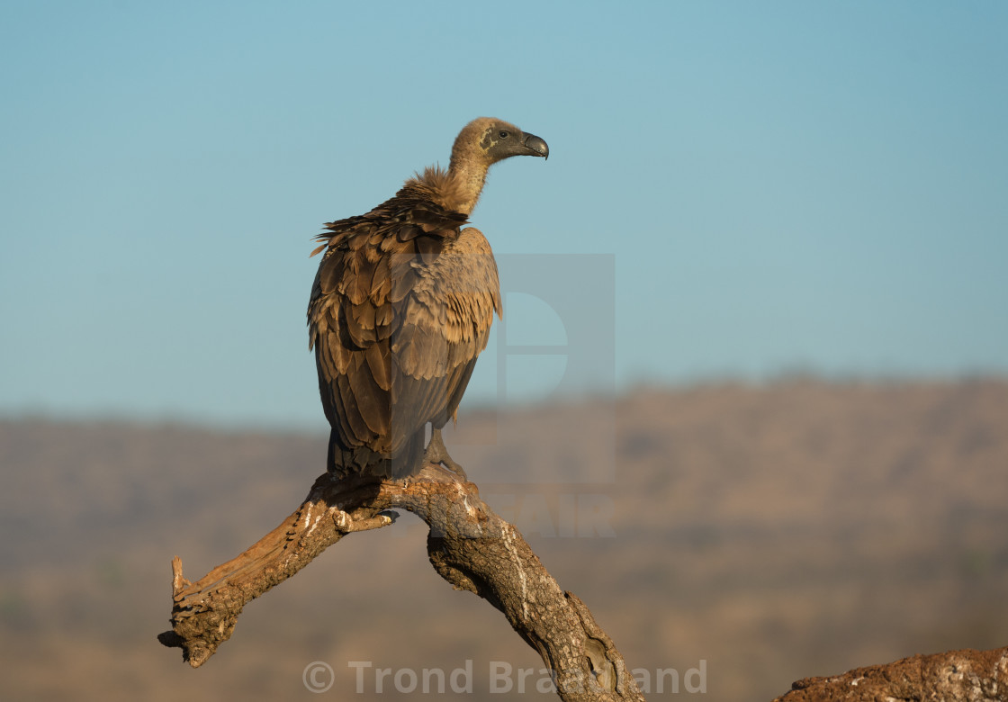 "White-backed vulture" stock image