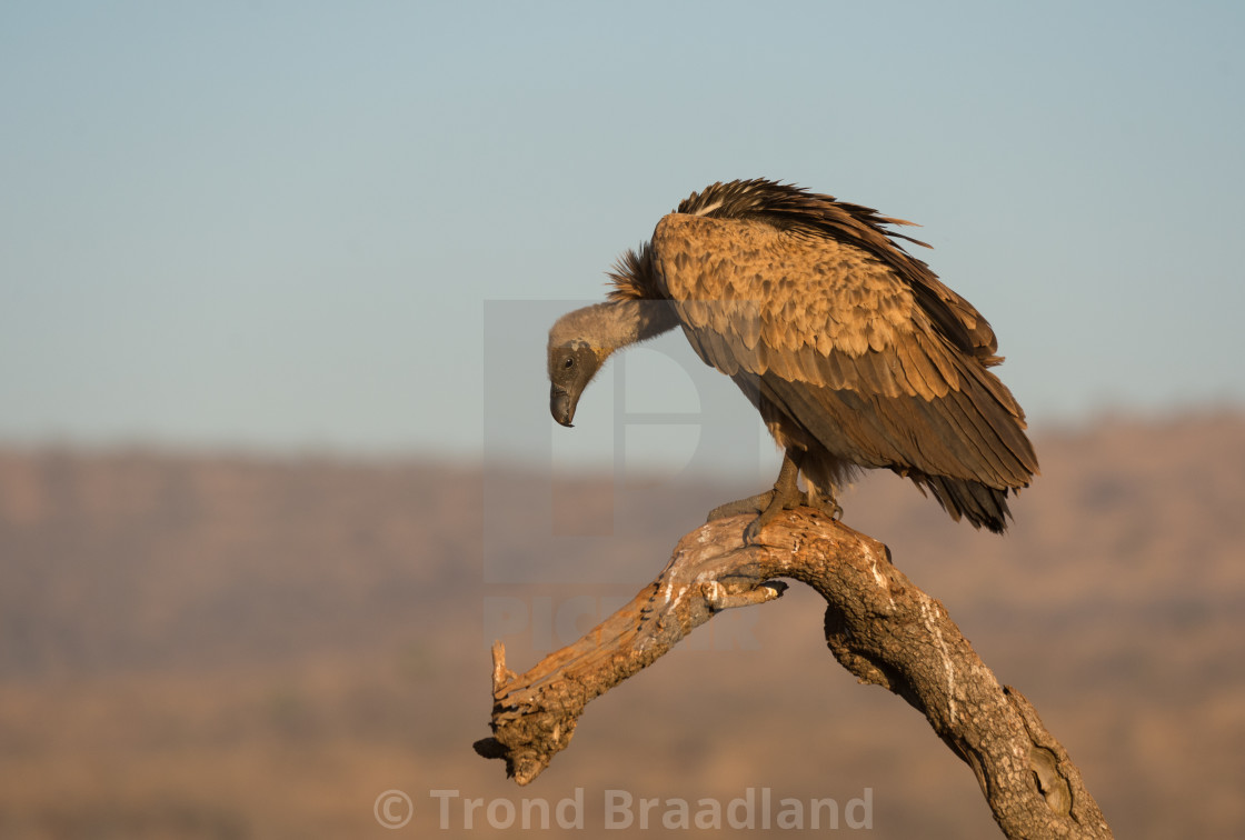 "White-backed vulture" stock image