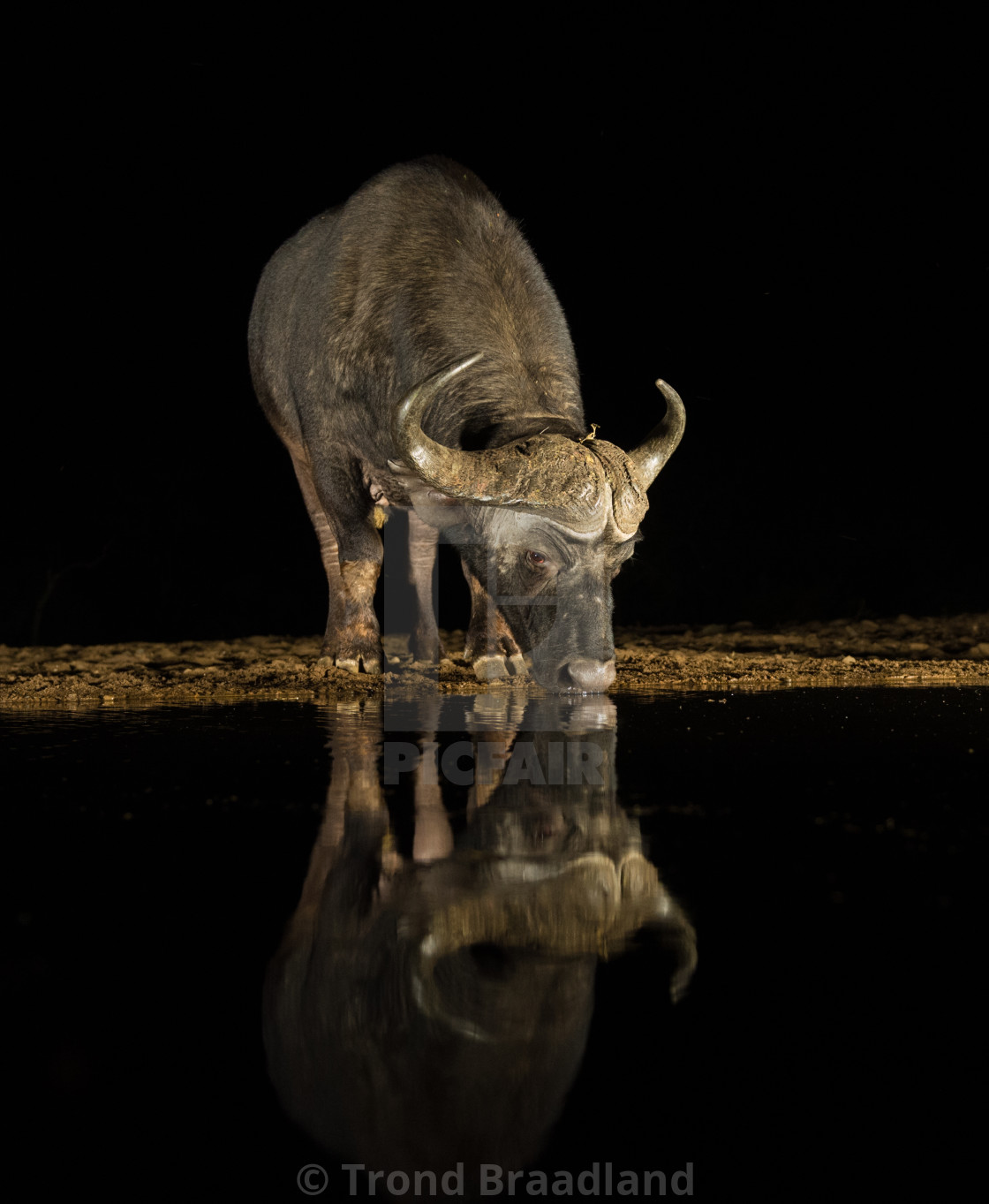 "African buffalo at night" stock image