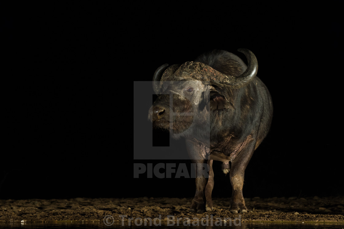 "African buffalo at night" stock image