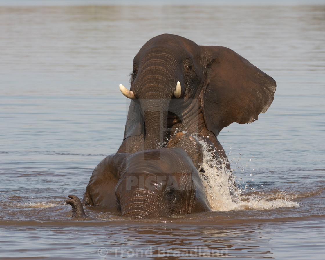 "African elephant" stock image