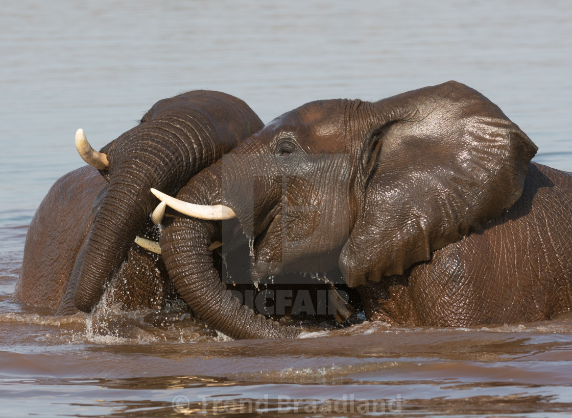 "African elephants" stock image