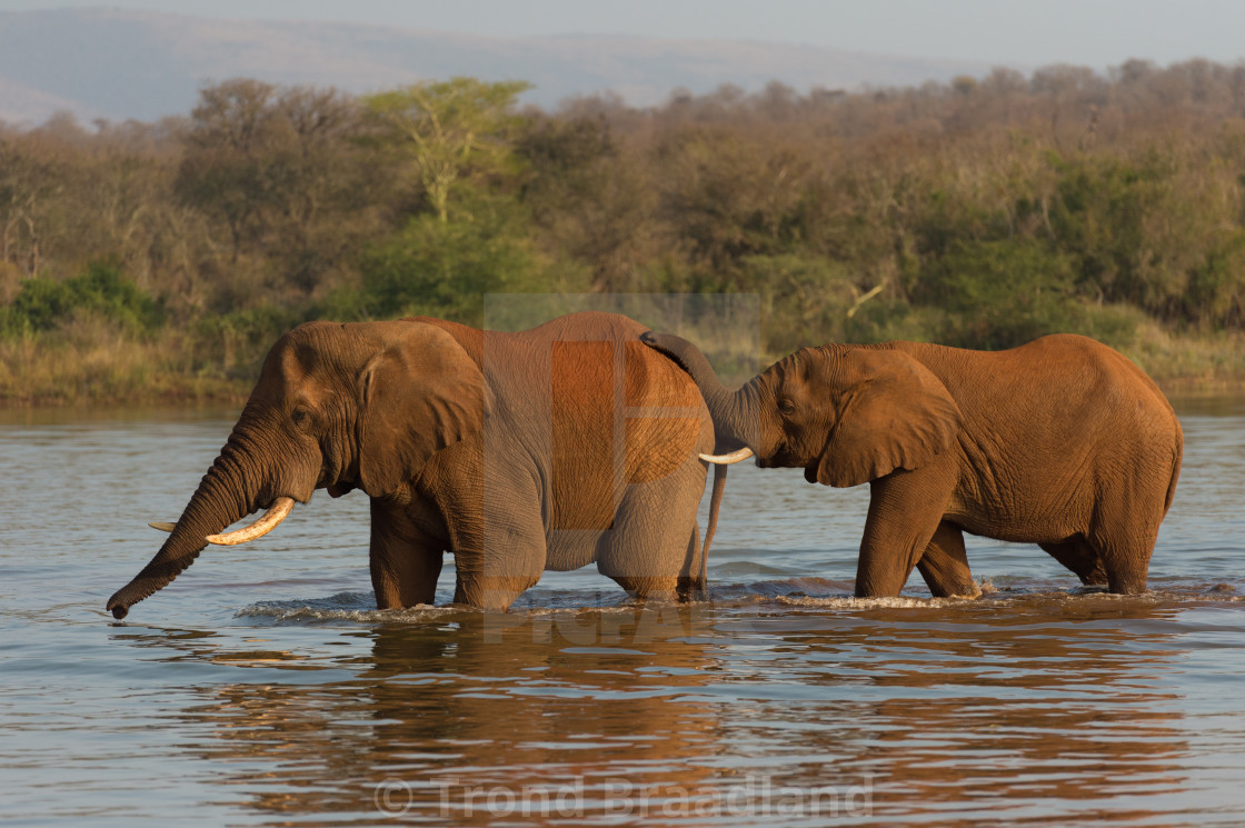 "African elephants" stock image