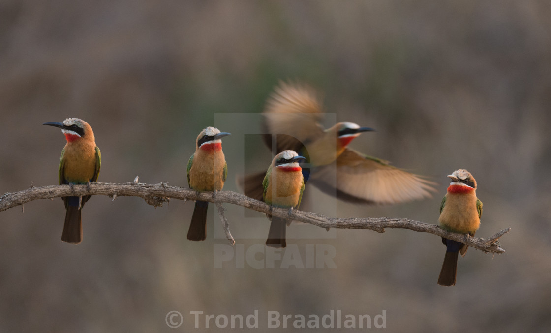"White-fronted bee-eaters" stock image