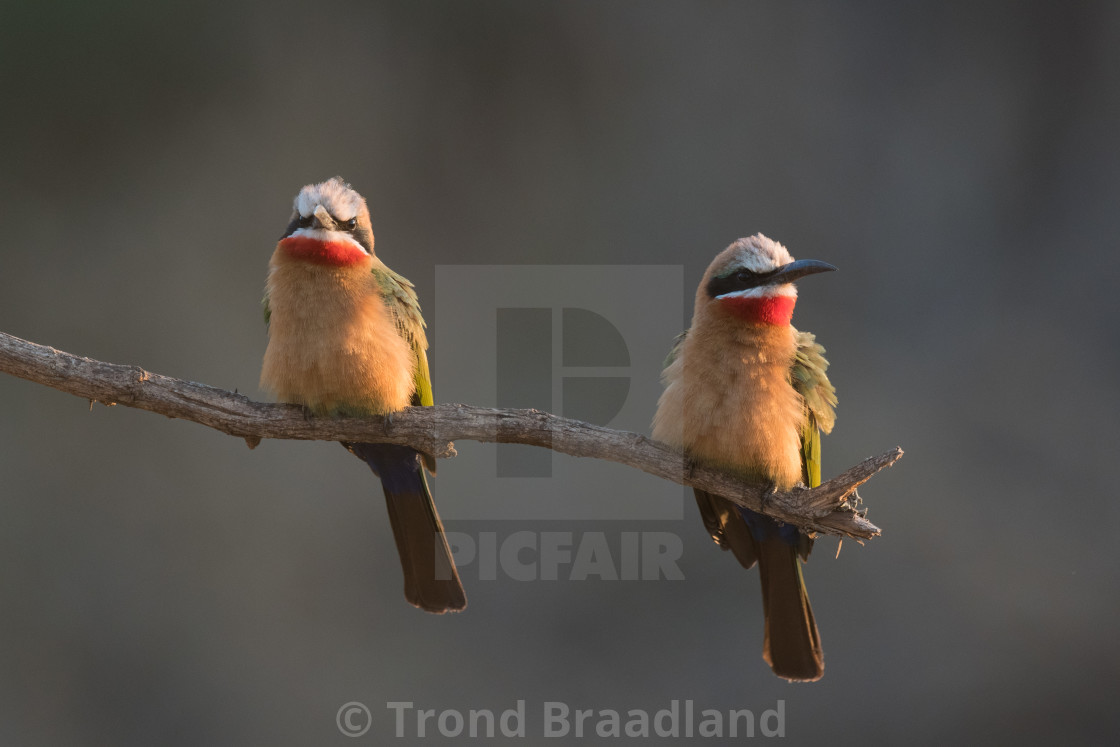 "White-fronted bee-eaters" stock image