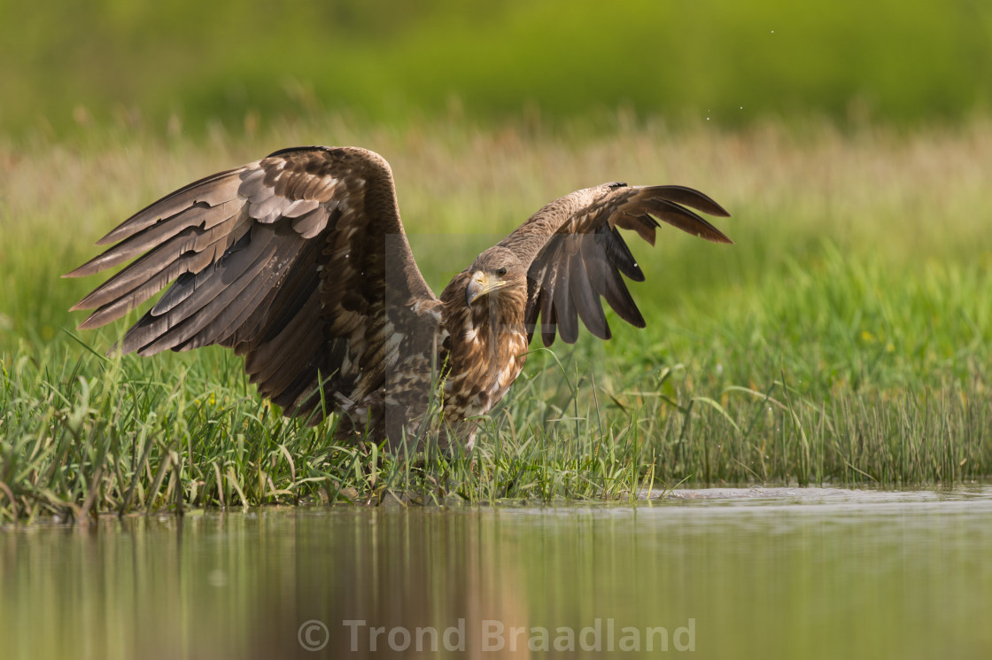 "White-tailed eagle" stock image