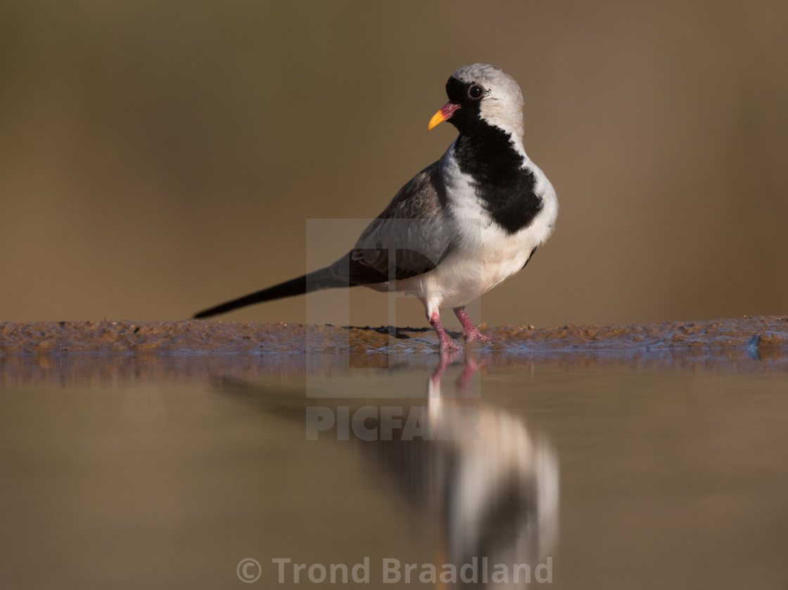 "Namaqua dove" stock image