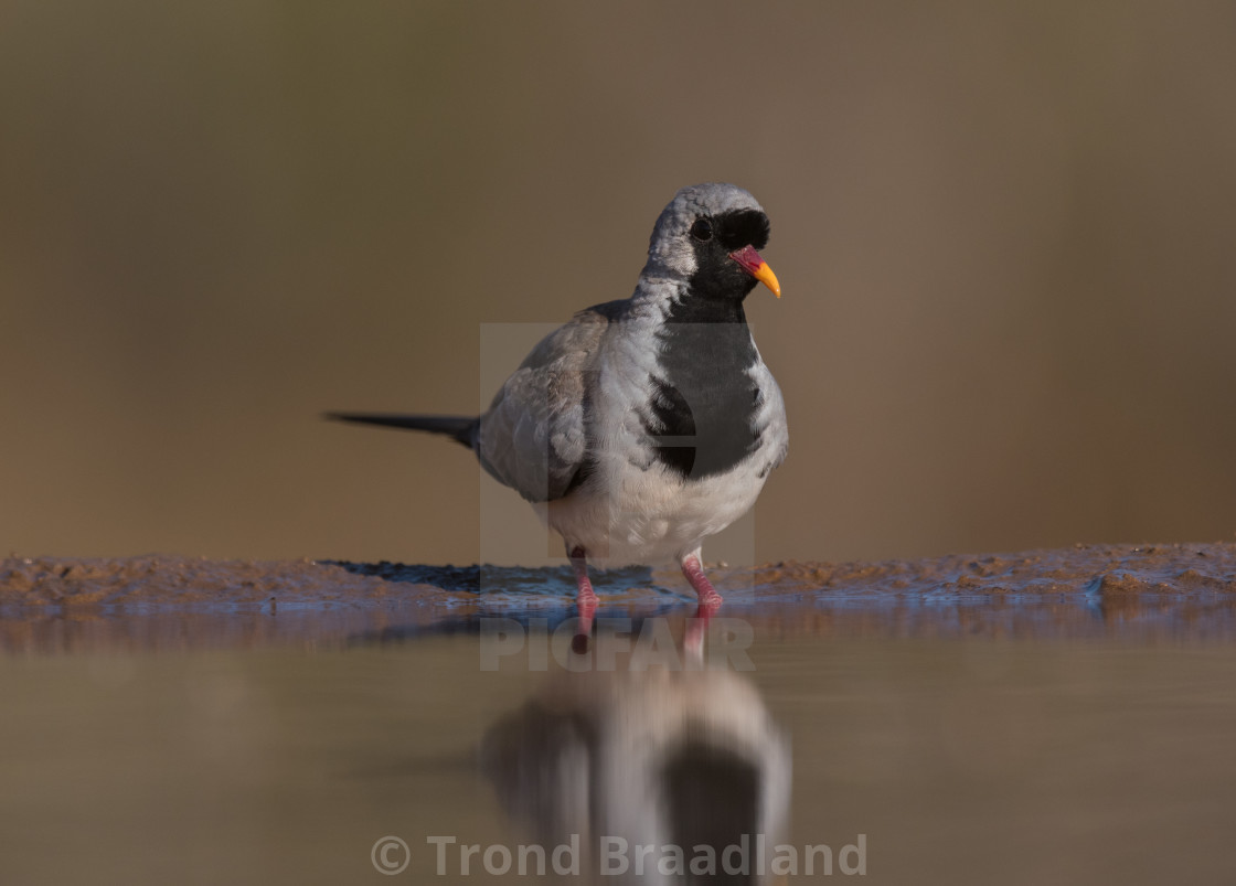 "Namaqua dove" stock image