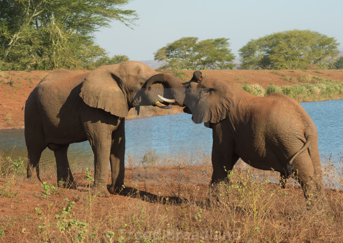 "African bush elephants" stock image