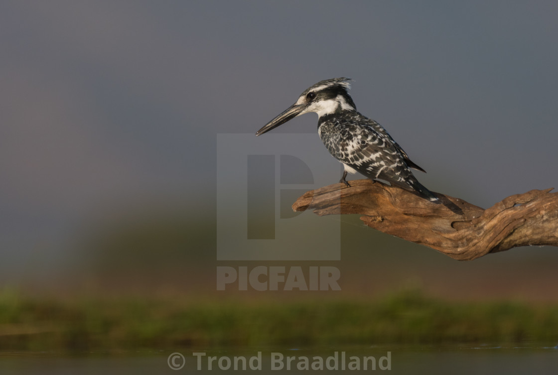 "Pied kingfisher" stock image