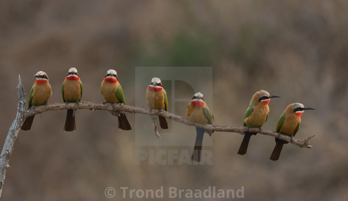 "White-fronted bee-eaters" stock image