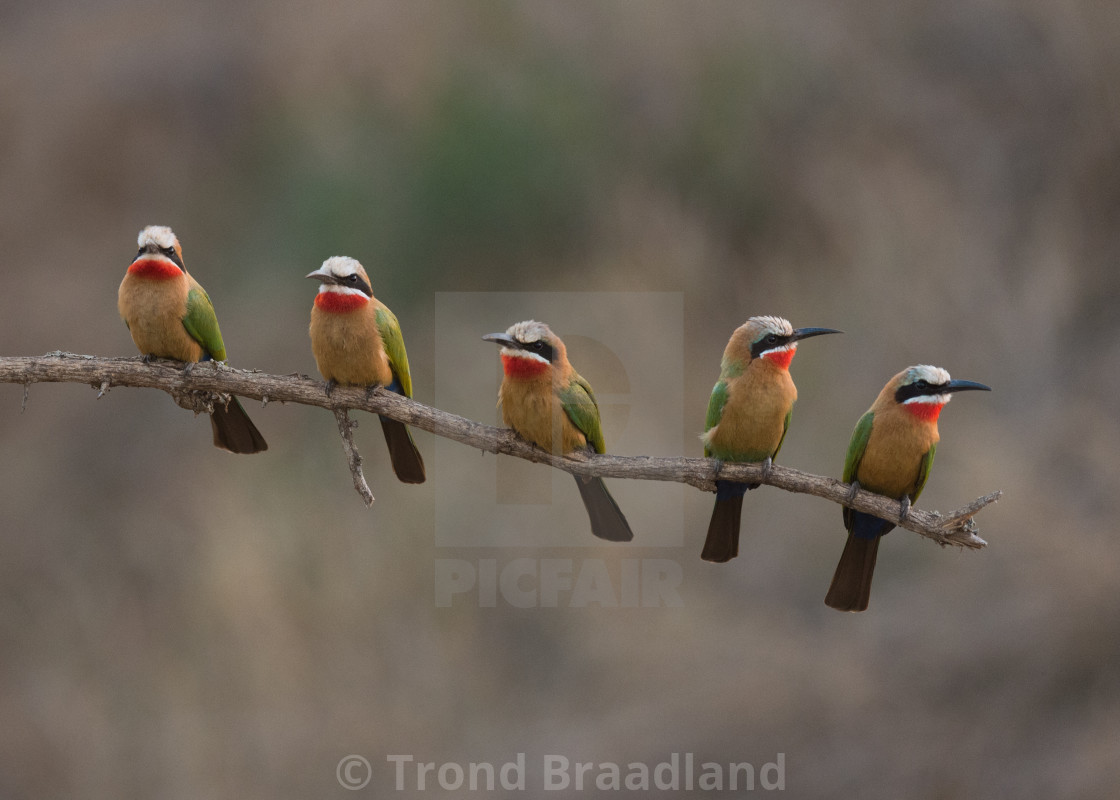 "White-fronted bee-eaters" stock image