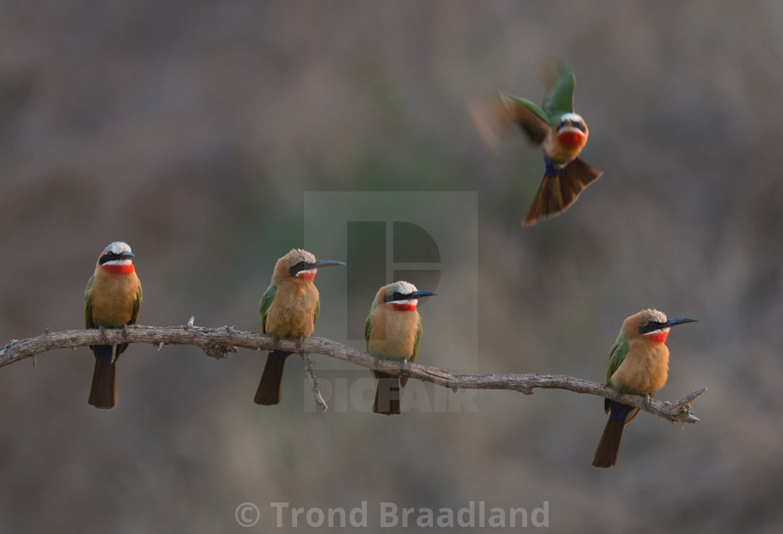 "White-fronted bee-eaters" stock image