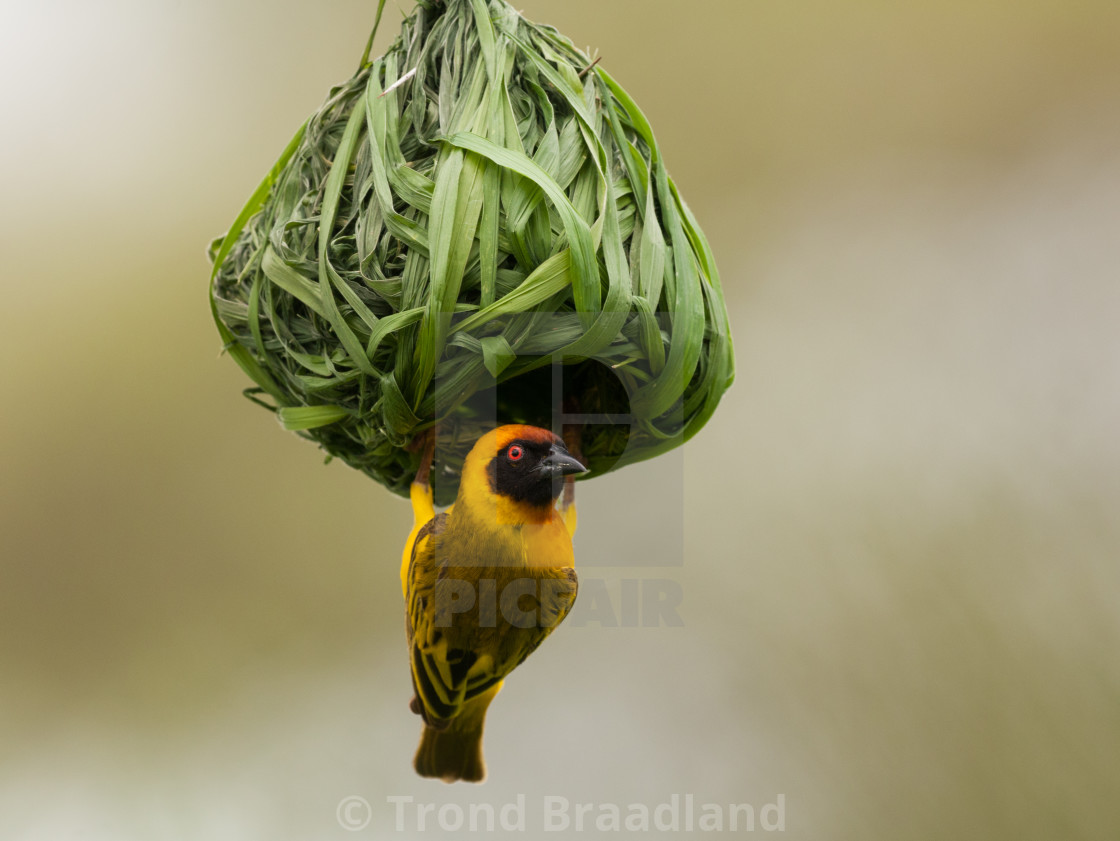 "Southern masked weaver" stock image