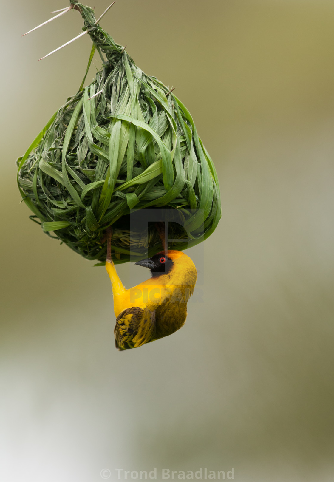 "Southern masked weaver" stock image