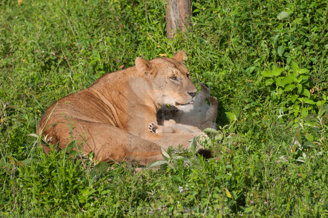 "Lioness with cub" stock image