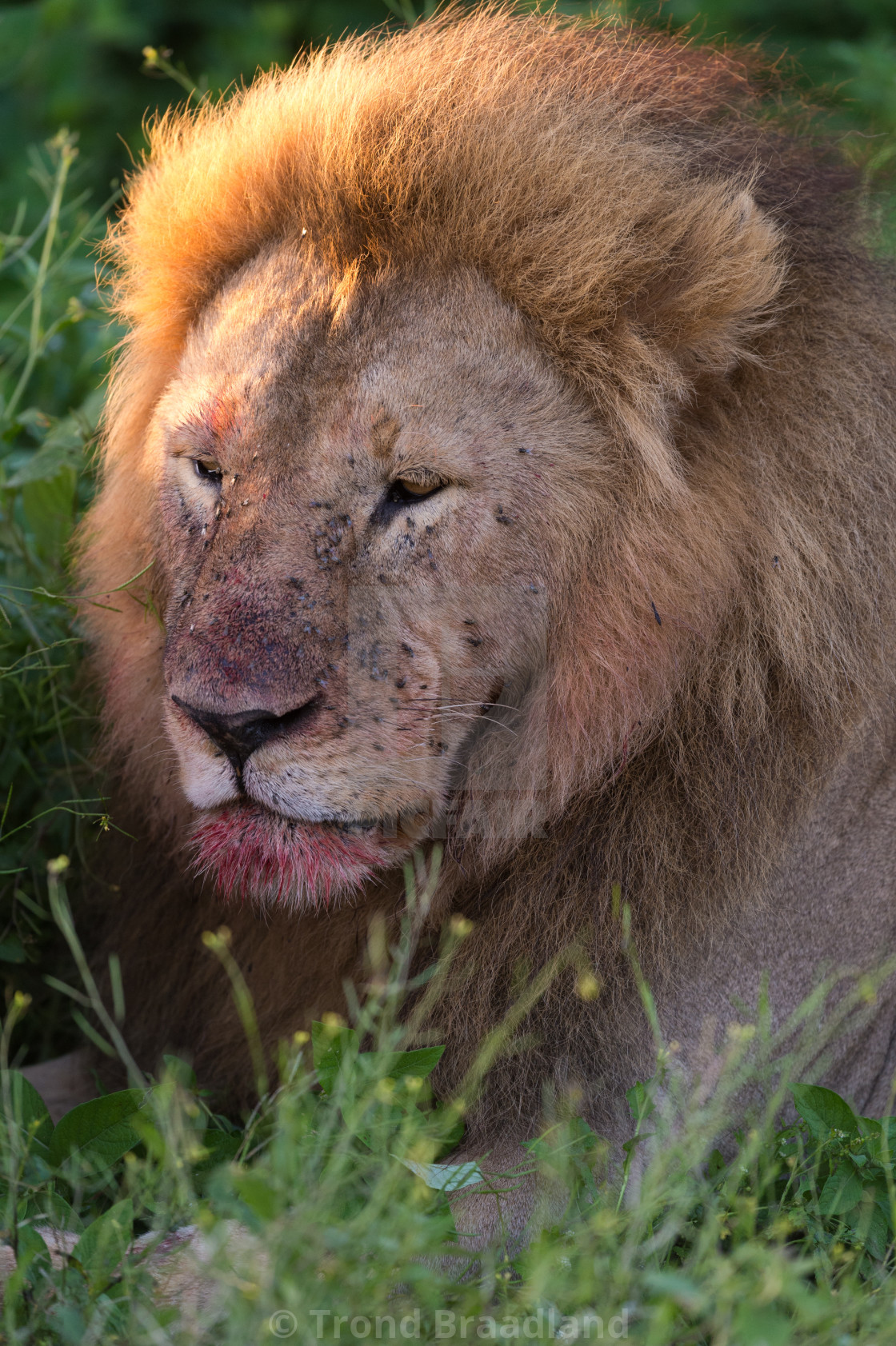 "Male lion" stock image