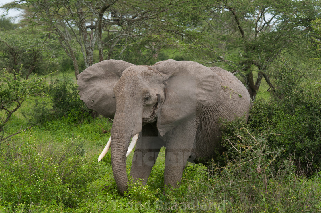 "African bush elephant" stock image