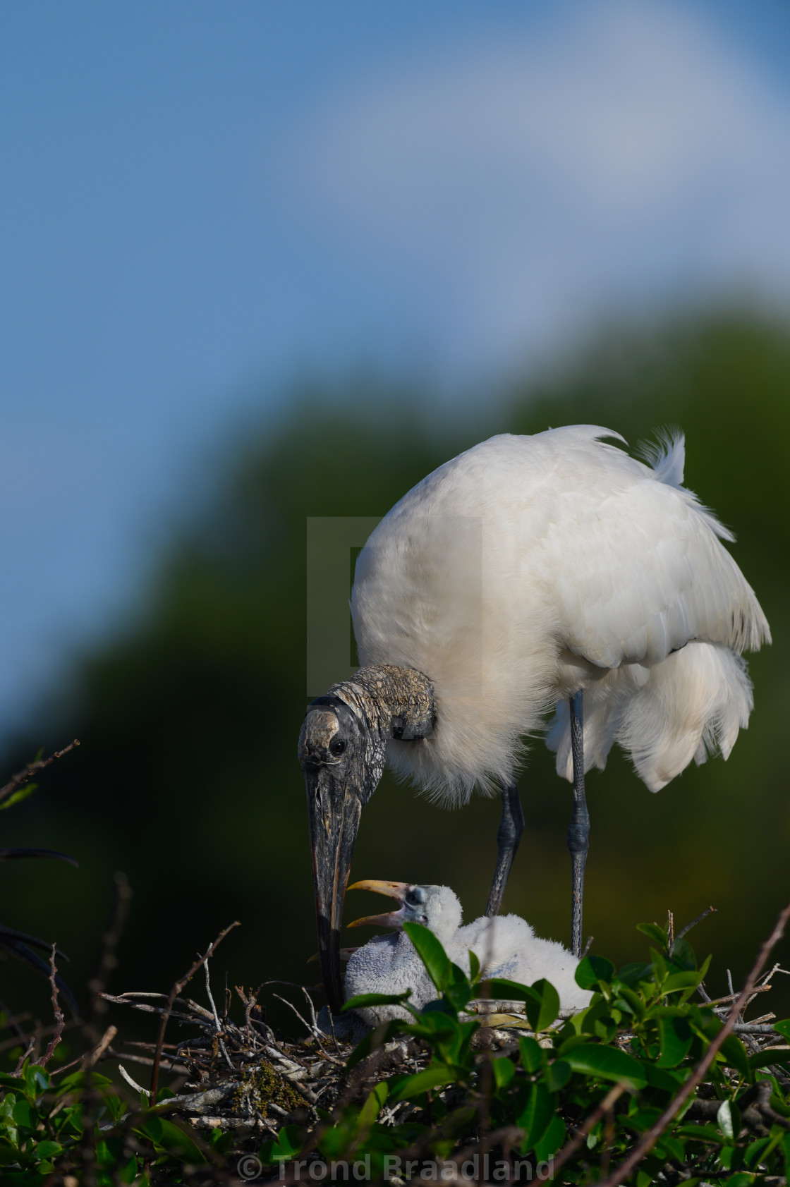 "Wood stork" stock image