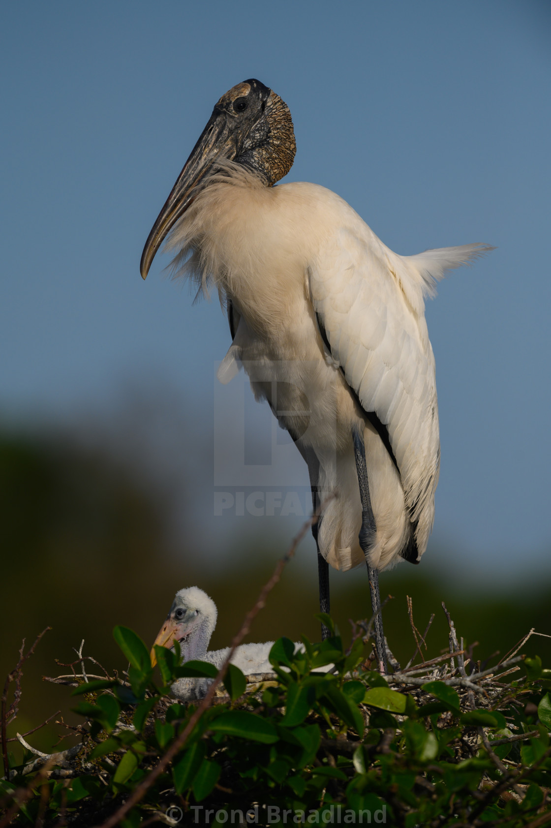 "Wood stork" stock image