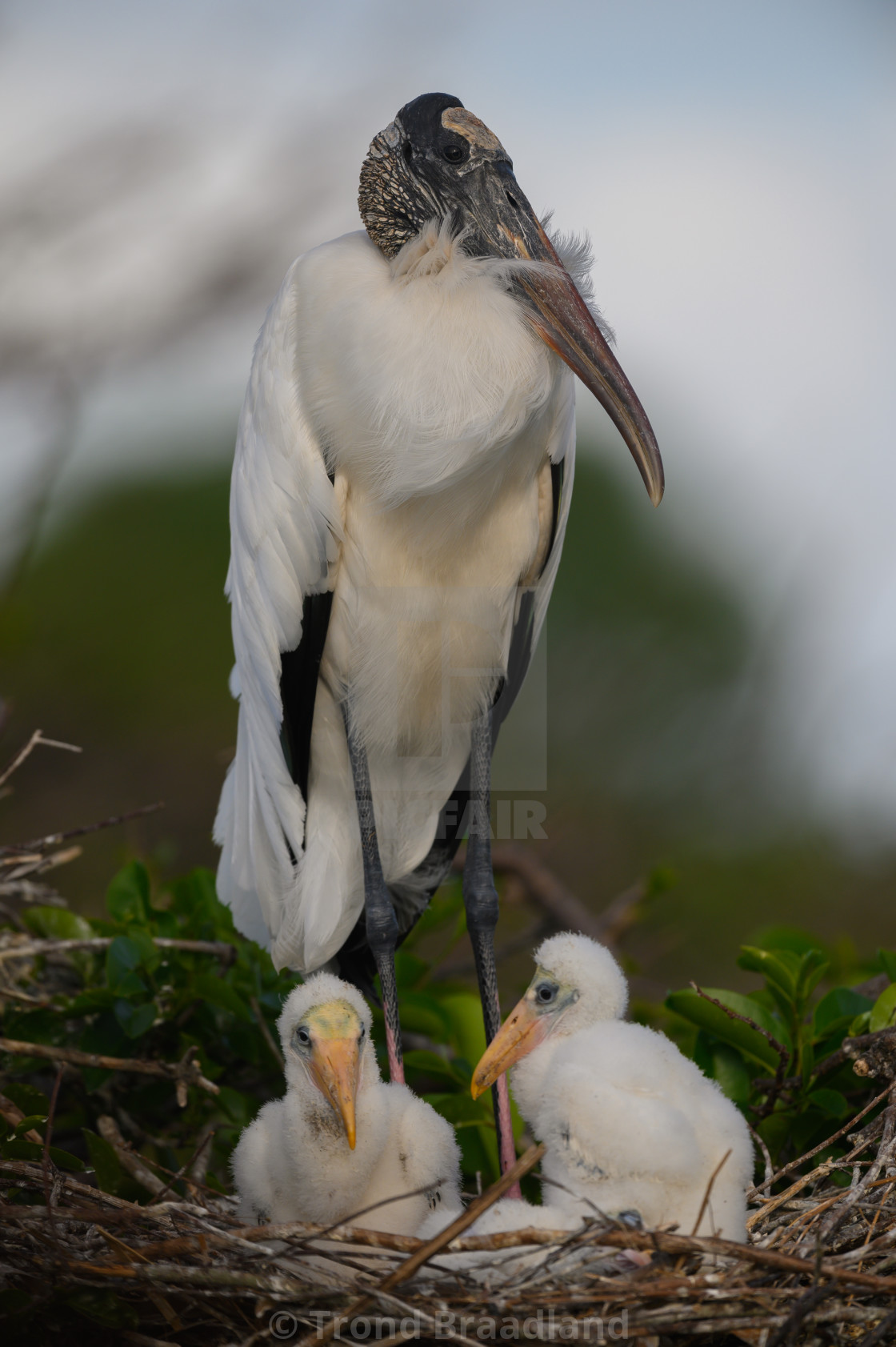 "Wood stork" stock image