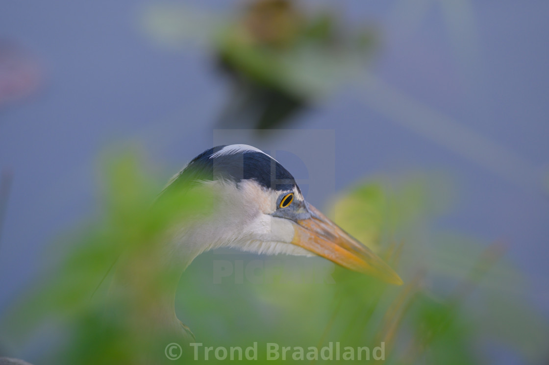 "Great blue heron" stock image