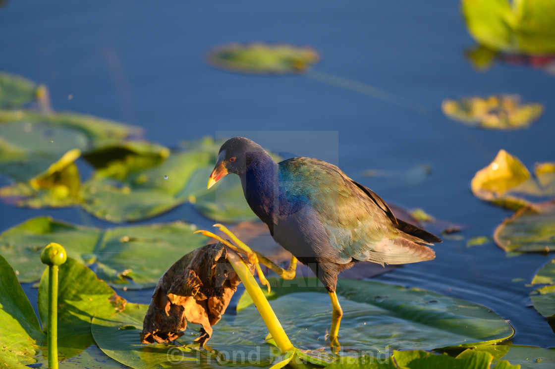 "American purple gallinule" stock image