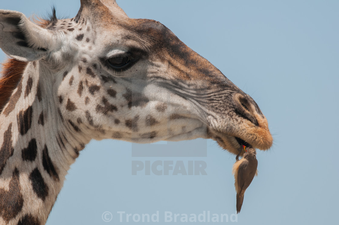 "Giraffe and oxpecker" stock image