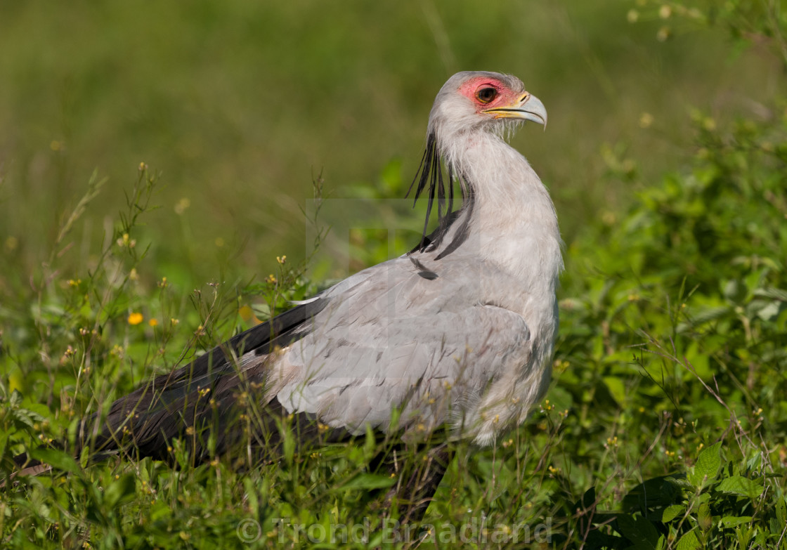 "Secretarybird" stock image