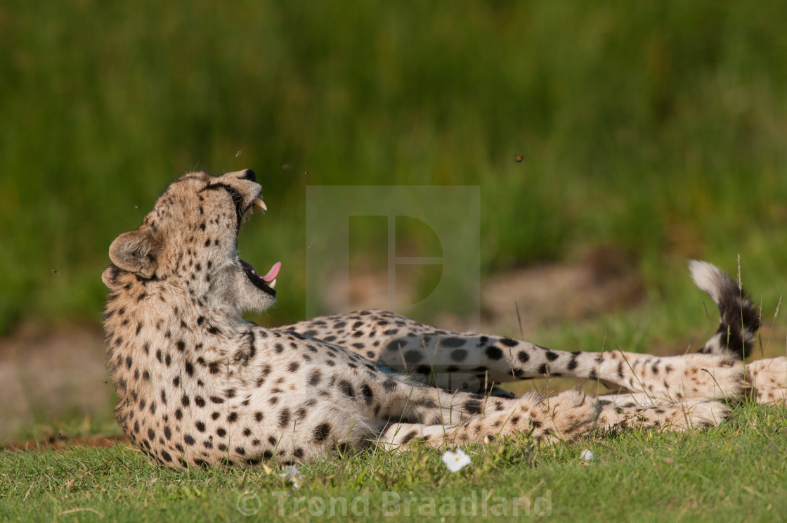 "Cheetah" stock image