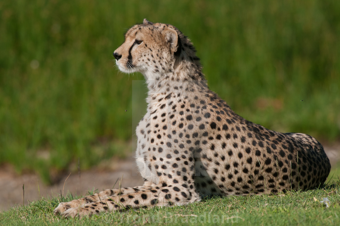 "Cheetah" stock image