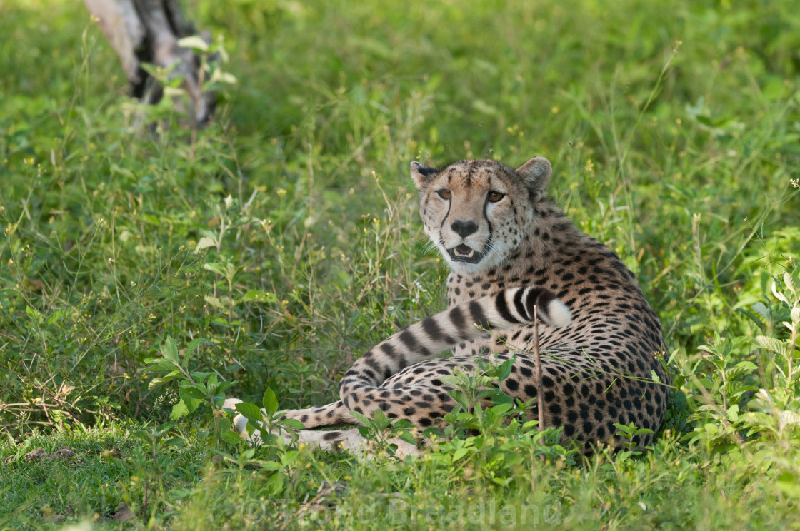 "Cheetah" stock image